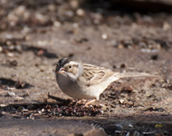 Clay colored Sparrow 7700